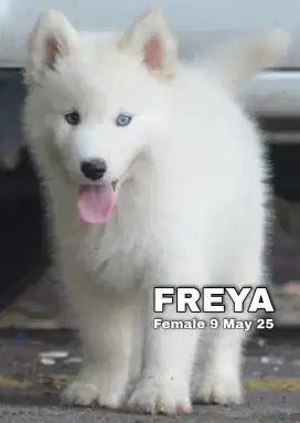 Husky betina white