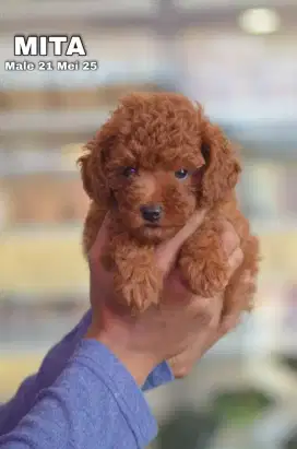 Poodle betina gemoyyy