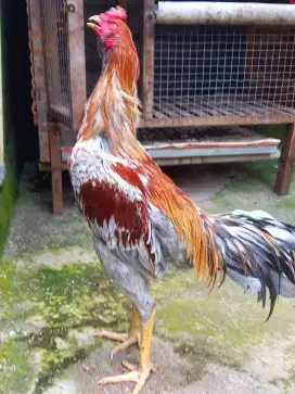 Ayam bangkok muda