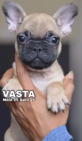 French bulldog jantan murah
