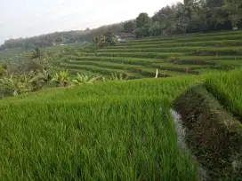 Di Jual Tanah Sawah Murah