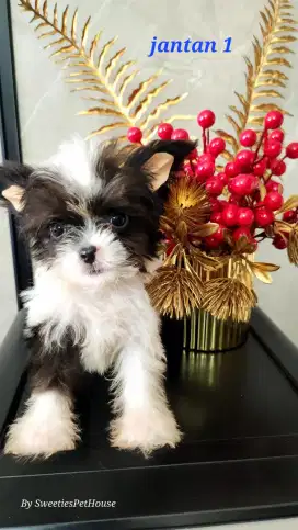 Anjing Chihuahua Mix Maltese