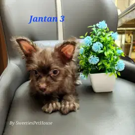 Anjing Chihuahua Mix Maltese