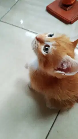 Kitten Mixdom Jantan 2 Bulan Oyen Lucu Di jamin Suka