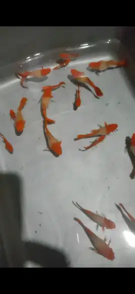 Ikan guppy berbagai jenis