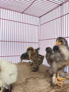 (6 Ekor) Ayam Brahma DoC 2 Minggu