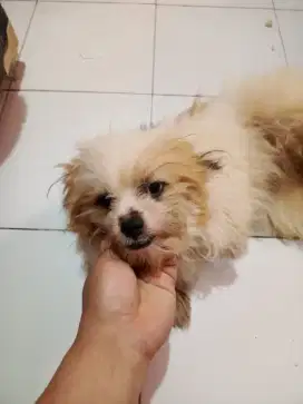 Shitsui mix betina 1 tahun