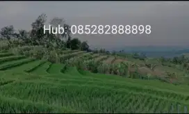Di jual sawah terasering produktif+kebun