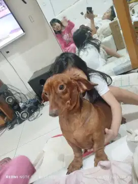 Jual Anjing Tekel