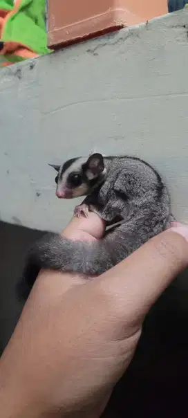 Lepas adopsi Sugar Glider