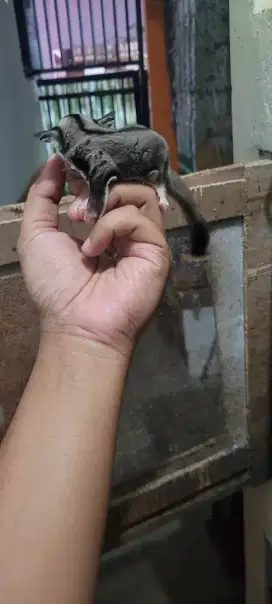 Sugar glider joey classic grey