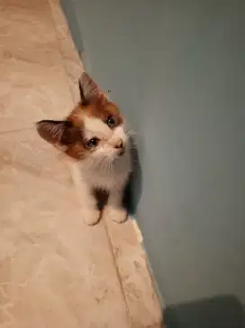 Kucing calico jantan