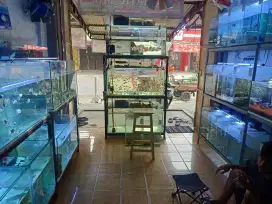 Usaha toko ikan hias baru berjalan 1 bulan