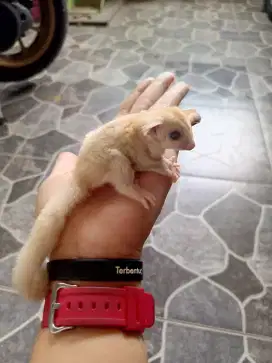 Sugar glider cremino joey jantan dan betina
