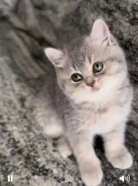 Kucing British Short Hair Blue. Anak kucing Female 4bulan