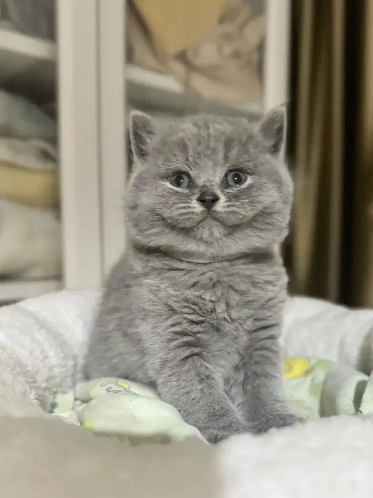 Kucing British Short Hair Blue. Anak kucing Female 4bulan