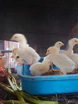 Anak ayam Bangkok ekor lidi