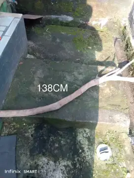 Kayu santigi laut tenggelam di air
