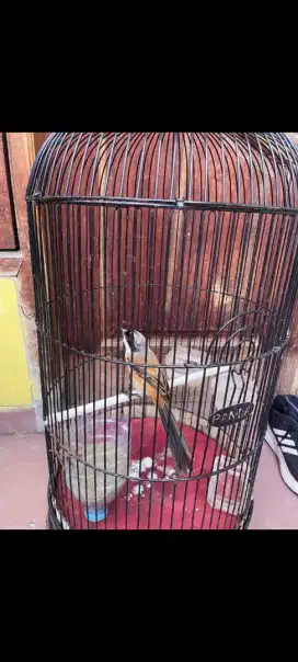 Cendet trotol istimewa edisi mau ditinggal luar kota