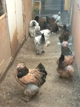 Ayam Hias Brahma Betina