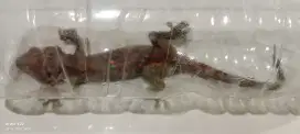 Tokek rumahan sehat bugar
