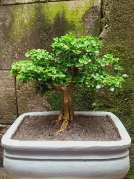 Bonsai Sancang The Max