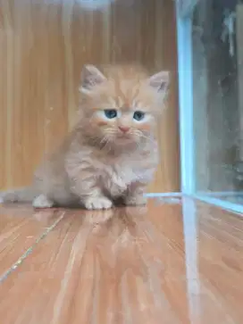 Anak Kucing Munchkin Gaelic / Kitten Munchkin jantan