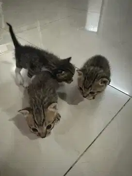 Adopsi anak kucing