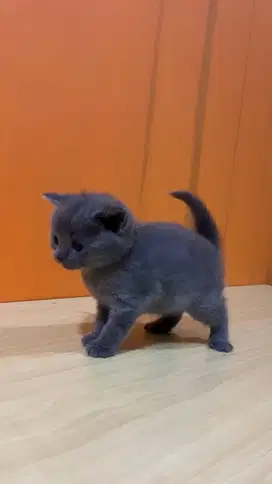 DP Adopsi Anak Kucing Chartreux Abu Langka