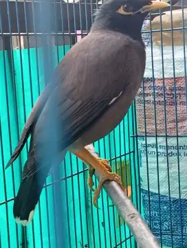 Burung jalak Nias jinek murah