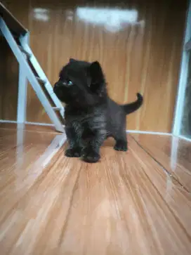 Kitten Munchkin Gaelic Jantan hitam