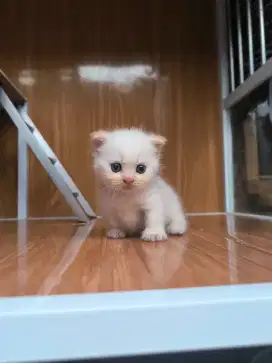 Kitten Munchkin Gaelic Fold Betina