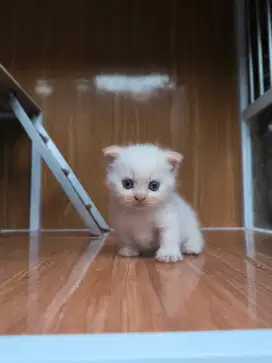 Kitten Munchkin Gaelic Fold Betina