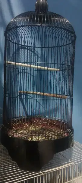 Kandang lovebird