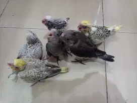 Burung Parkit Australia - Falk Jinak