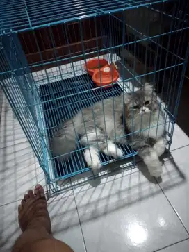 Kucing Persia cewek Nego Boleh