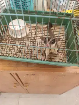 Dijual sugar glider jenis cg