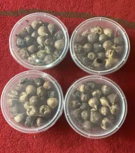 Black Garlic untuk kesehatan