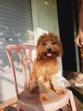 Mini poodle Betina