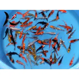 Ikan koi paket 100 ekor