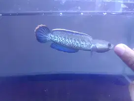 Ikan channa Stewarti