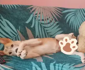FREE Adopt Anjing Husky mix Golden