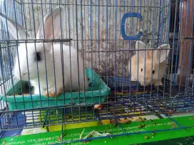 Sepasang kelinci imut