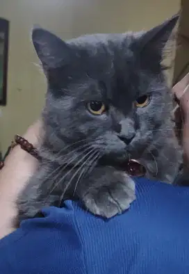 Kucing BSH , long hair