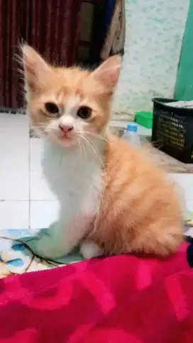 Open adop ... kiten jantan umur 2 bulan