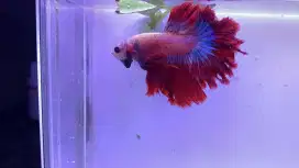 Ikan cupang halfmoon