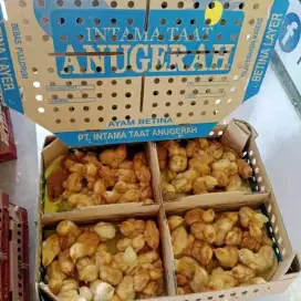 DOC AYAM LAYER PETELUR FULL BETINA - SUDAH DI VAKSIN