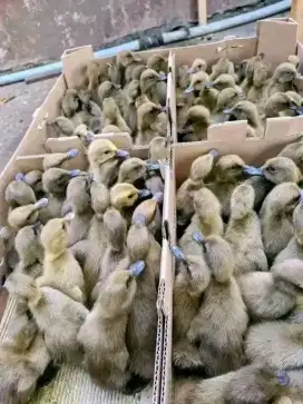 DOD BEBEK PETELUR - SUDAH VAKSIN