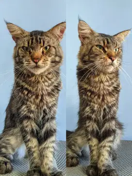 Mainecoon Male Jantan NP