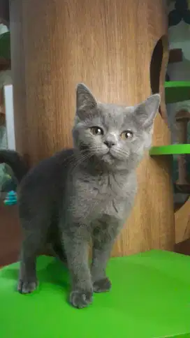 British Short Hair Kitten